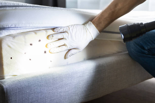 Professional Pest Control in Windom, MN