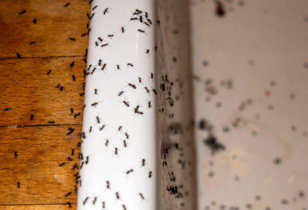 Flea Control Services in Windom, MN